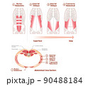 腹筋群の位置構造と重なり図説イラスト　正面と断面図 90488184