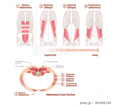 腹筋群の位置構造と重なり図説イラスト　正面と断面図 90488184