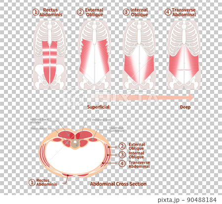 腹筋群の位置構造と重なり図説イラスト　正面と断面図 90488184