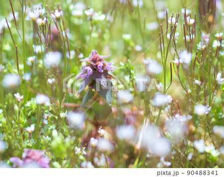 ヒメオドリコソウとタネツケバナ	 90488341
