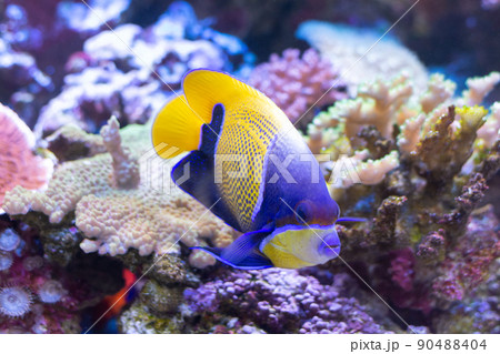 水槽内のカラフルな熱帯魚 90488404