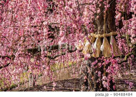 鈴鹿の森庭園　満開のしだれ梅 90488484