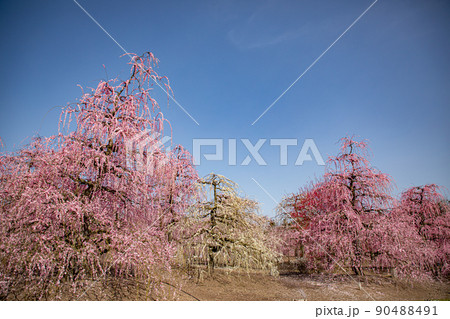 鈴鹿の森庭園 満開のしだれ梅 鈴鹿の森庭園 満開のしだれ梅 90488491