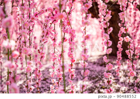 鈴鹿の森庭園　満開のしだれ梅 90488552