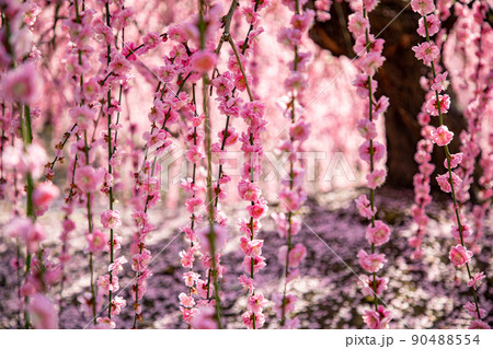 鈴鹿の森庭園　満開のしだれ梅 90488554