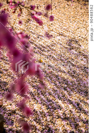 鈴鹿の森庭園　満開のしだれ梅 90488562