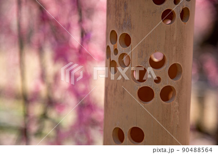 鈴鹿の森庭園 満開のしだれ梅 鈴鹿の森庭園 満開のしだれ梅 90488564