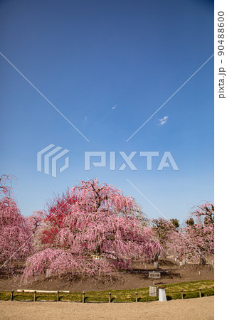 鈴鹿の森庭園 満開のしだれ梅 鈴鹿の森庭園 満開のしだれ梅 90488600