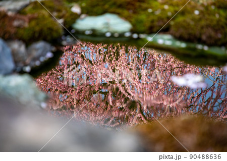 鈴鹿の森庭園 満開のしだれ梅 鈴鹿の森庭園 満開のしだれ梅 90488636