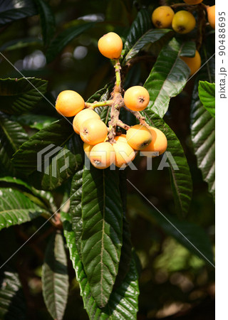 初夏の果物・ビワ 初夏の果物・ビワ 90488695