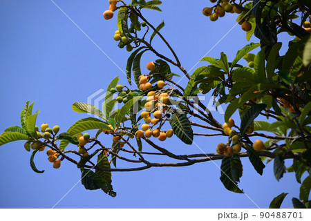 初夏の果物・ビワ 90488701