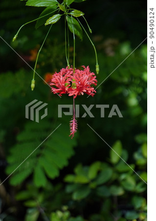 フウリンブッソウゲ 90490124