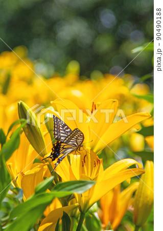 アゲハ蝶と初夏の花園～可睡ゆりの園 90490188
