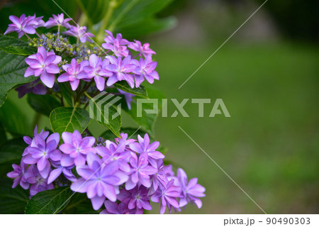 カラフルな紫陽花(アジサイ) カラフルな紫陽花(アジサイ) 90490303