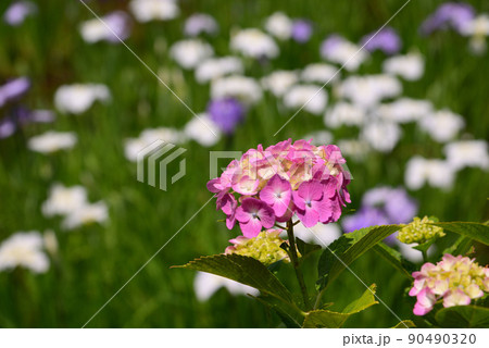カラフルな紫陽花(アジサイ) カラフルな紫陽花(アジサイ) 90490320