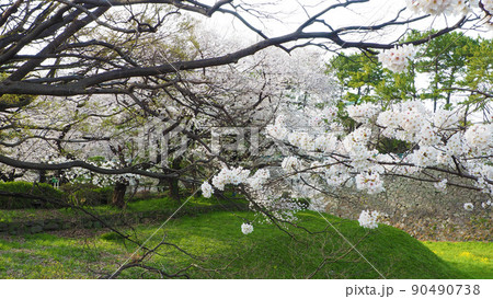 鮮やかな新緑の芝生と透き通る美しさの桜の花・満開の自然風景（春のサクラのお花見シーズン） 90490738
