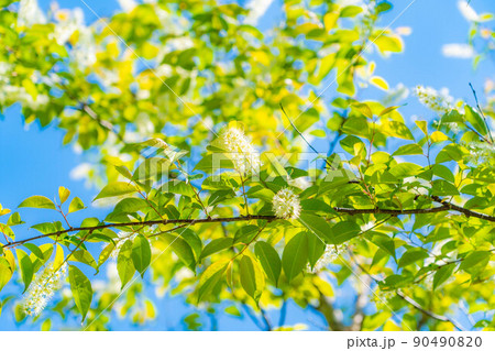【絶景】初夏の上高地の新緑【長野県】 【絶景】初夏の上高地の新緑【長野県】 90490820