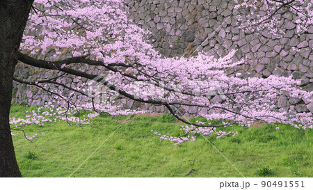 鮮やかな新緑の芝生と透き通る美しさの桜の花・満開の自然風景(春のサクラのお花見シーズン)-4 鮮やかな新緑の芝生と透き通る美しさの桜の花・満開の自然風景(春のサクラのお花見シーズン)-4 90491551