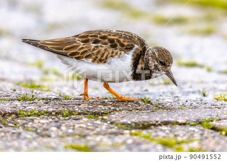 Ruddy turnstone shore bird feeding on coast Ruddy turnstone shore bird feeding on coast 90491552