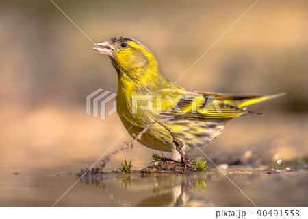Eurasian Siskin drinking from shallow pond 90491553