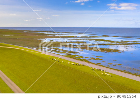 Aerial view sea dike with sheep at tidal marshland 90491554