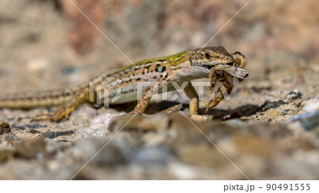 Common wall lizard with prey 90491555