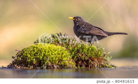 Common blackbird perched on moss with blurred background 90491615