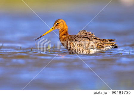 Black-tailed Godwit wader bird in natural habitat Black-tailed Godwit wader bird in natural habitat 90491750