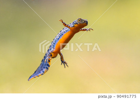 Alpine newt aquatic animal swimming in freshwater habitat 90491775