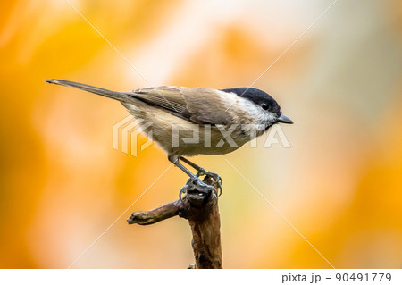 Willow tit perched on branch on autumnal background Willow tit perched on branch on autumnal background 90491779