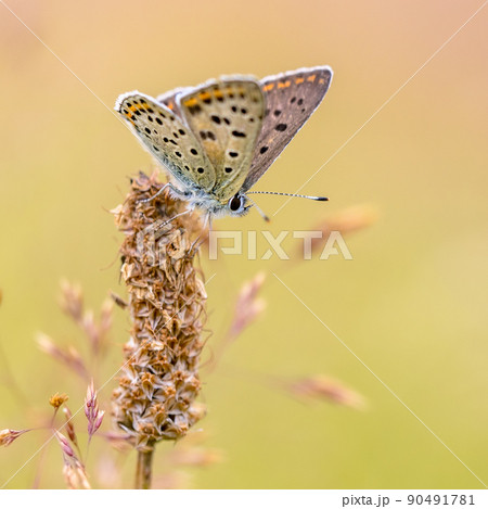 European Butterfly Sooty Copper European Butterfly Sooty Copper 90491781
