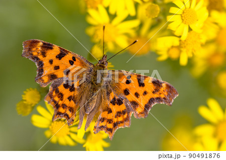 Comma butterfly on yellow flowers 90491876