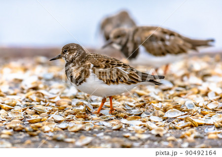 Ruddy turnstone shore bird feeding on coast 90492164