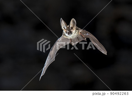 Flying Grey long eared bat 90492263