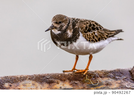 Ruddy turnstone shore bird feeding on coast 90492267