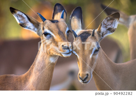 Two Impalas grooming sweetly Two Impalas grooming sweetly 90492282