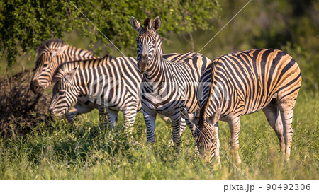 Four Common Zebra 90492306