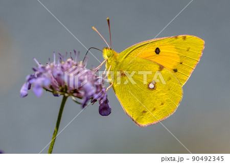 Clouded Yellow butterfly feeding on nectar 90492345