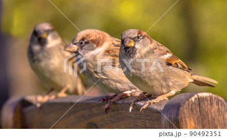 Group of House Sparrow Group of House Sparrow 90492351