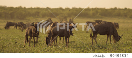 Blue Wildebeest 90492354