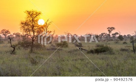 Sunrise over south african savanna Sunrise over south african savanna 90492576