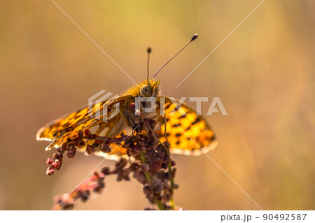 Queen of Spain fritillary Queen of Spain fritillary 90492587