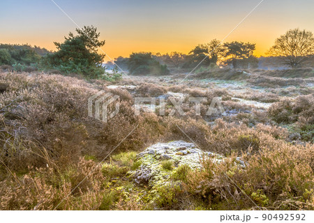 Heathland in hilly terrain on a cold morning 90492592