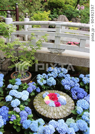 天竺牡丹 ダリア 岡寺 奈良県高市郡 明日香村 石舞台 あじさい 紫陽花