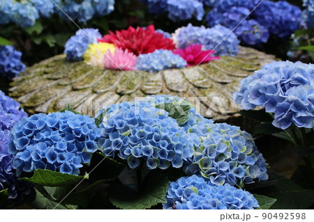 天竺牡丹 ダリア 岡寺 奈良県高市郡 明日香村 石舞台 あじさい 紫陽花