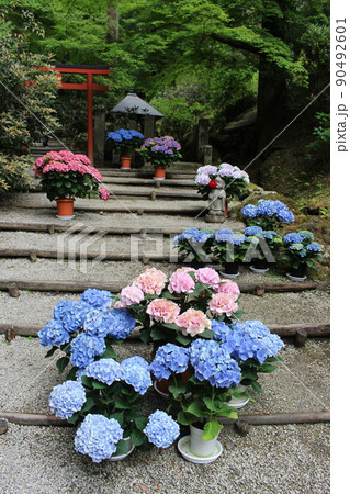 天竺牡丹　ダリア　岡寺　奈良県高市郡　明日香村　石舞台　あじさい　紫陽花　石舞台古墳 90492601