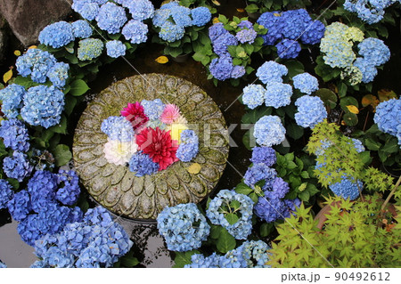 天竺牡丹　ダリア　岡寺　奈良県高市郡　明日香村　石舞台　あじさい　紫陽花　石舞台古墳 90492612