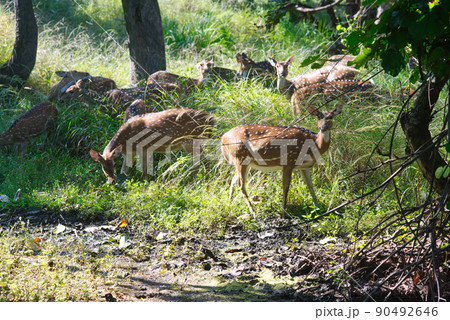Spotted Deer or Chital or Axis deer in a national park in India Spotted Deer or Chital or Axis deer in a national park in India 90492646