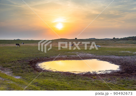 Drinking pool in meadow Drinking pool in meadow 90492673