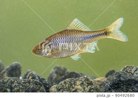 European bitterling natural river 90492680